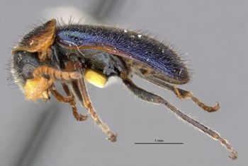 Media type: image;   Entomology 24220 Aspect: habitus lateral view